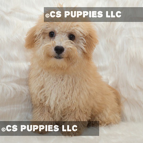 Miniature Toy Poodles For Sale Texas Flickr