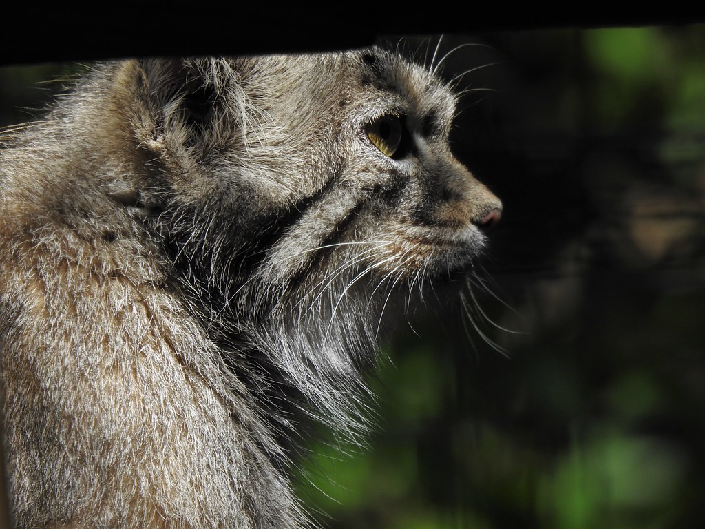 Pallas' Cat Smithsonian National Zoo Paws and Claws Trail… Andrew