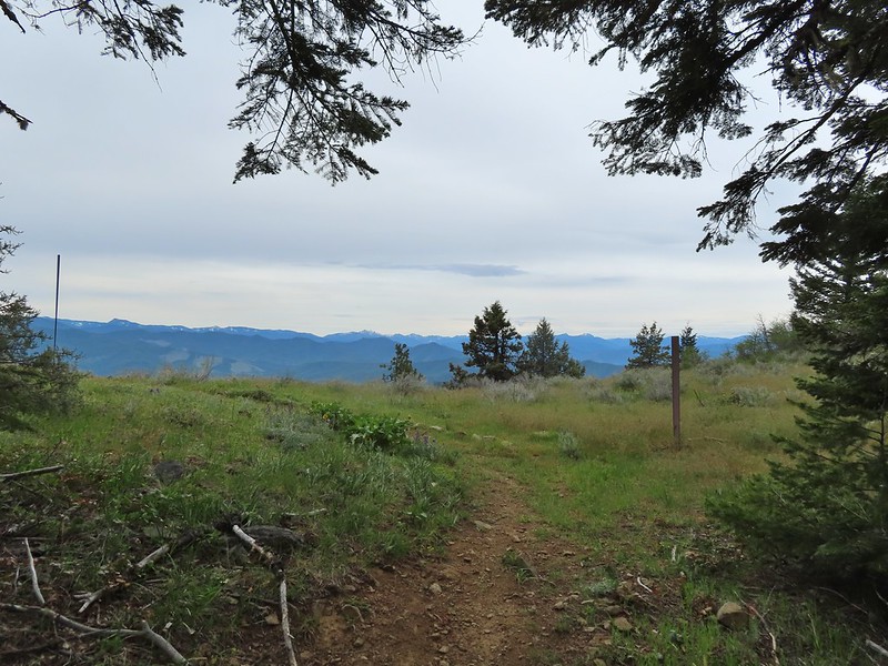 JackAsh Trail Griffin Gap to Anderson Ridge 05/27/2022