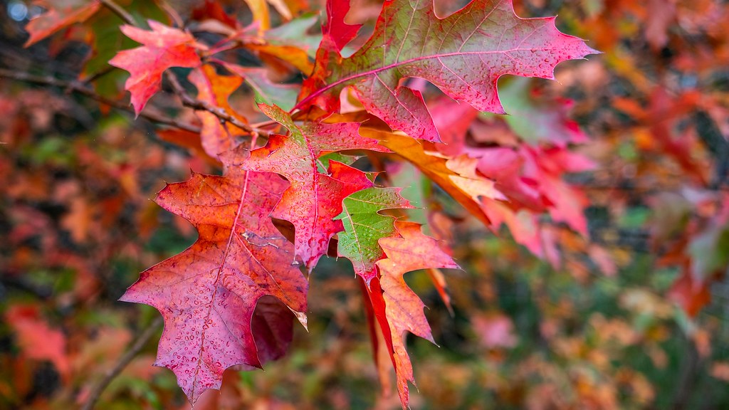 Autumn leaves Ernie Nepean Camera Club Rosebud Flickr
