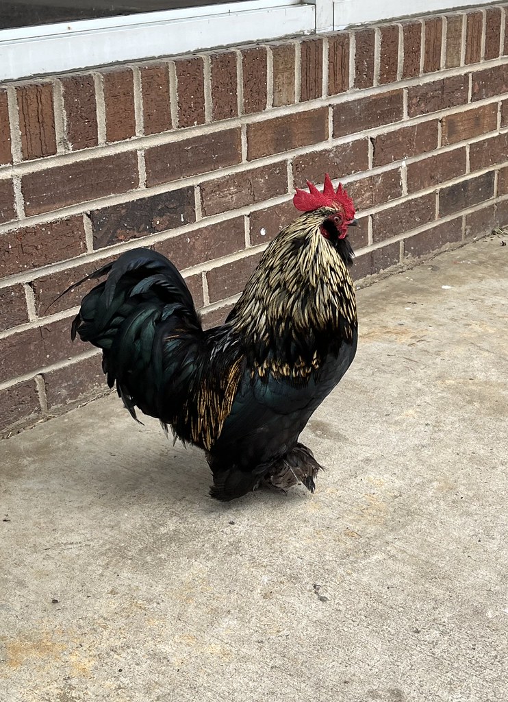 Rooster at Fuel Stop Looking for Free Corn Asheville, Nort… Flickr