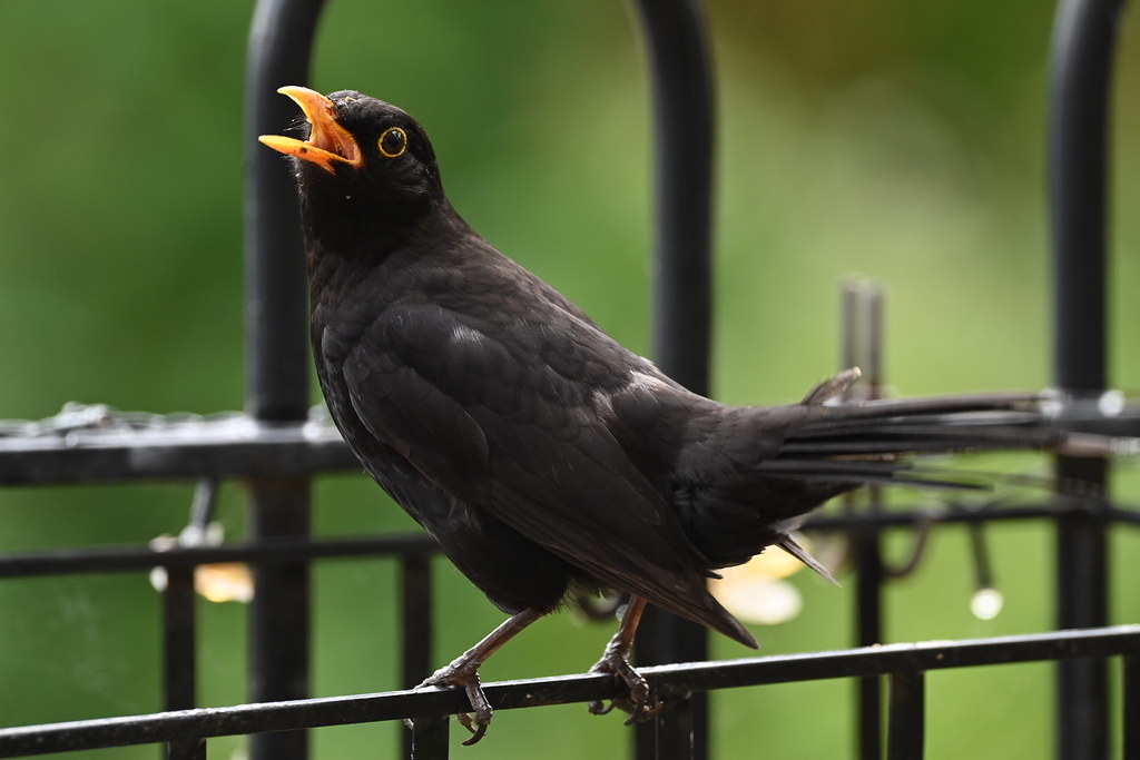 My “pet” Blackbird Martin Cooper Flickr