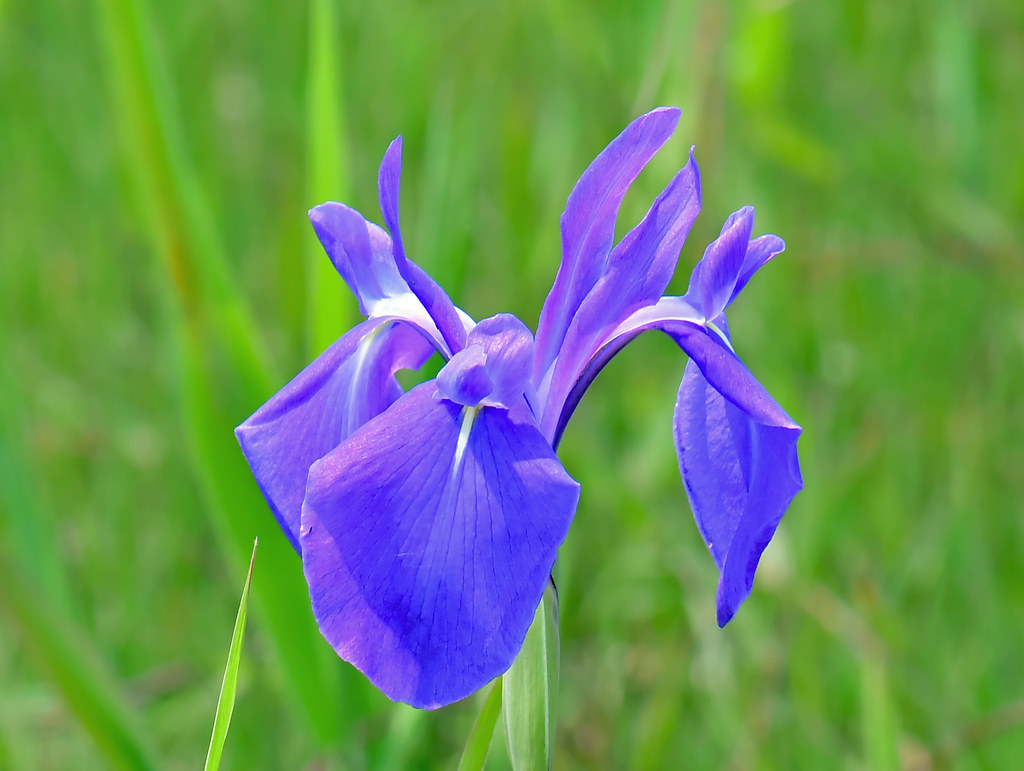 Water iris growing naturally A water iris (Iris laevigata)… Flickr