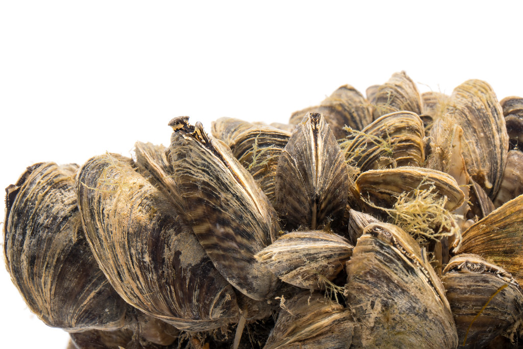 Zebra Mussels (Dreissena polymorpha) a photo on Flickriver