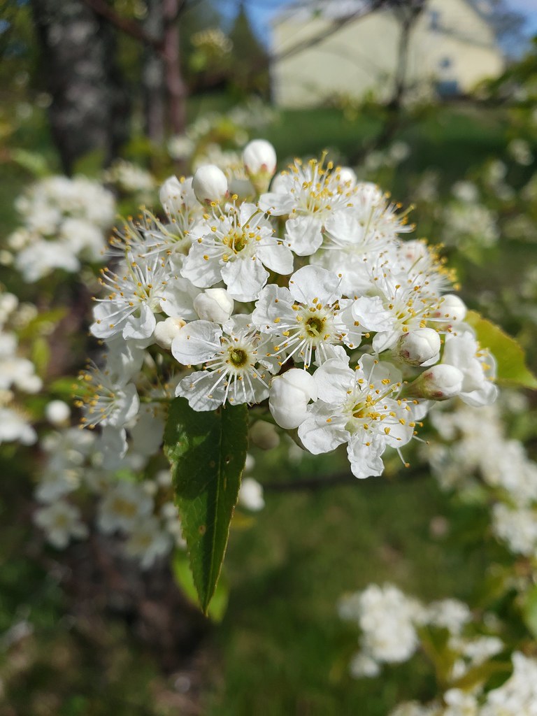 fragrant dogwood Tanya Flickr