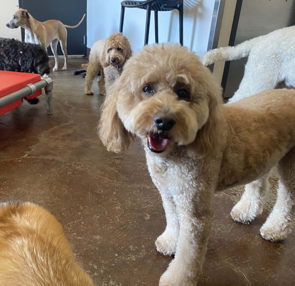 Untitled Rex Dog Hotel + Spa Flickr