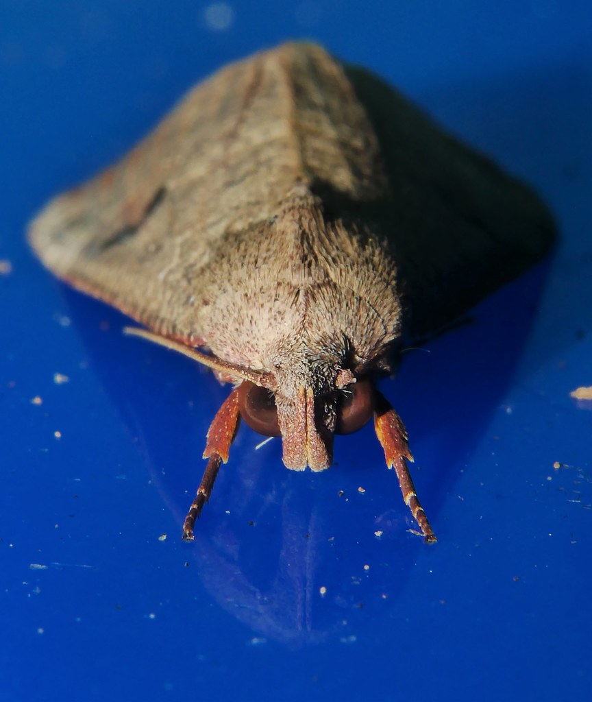 Rusty Jute Moth Gonitis sp. aff. involuta Anomini Scoliopt… Flickr