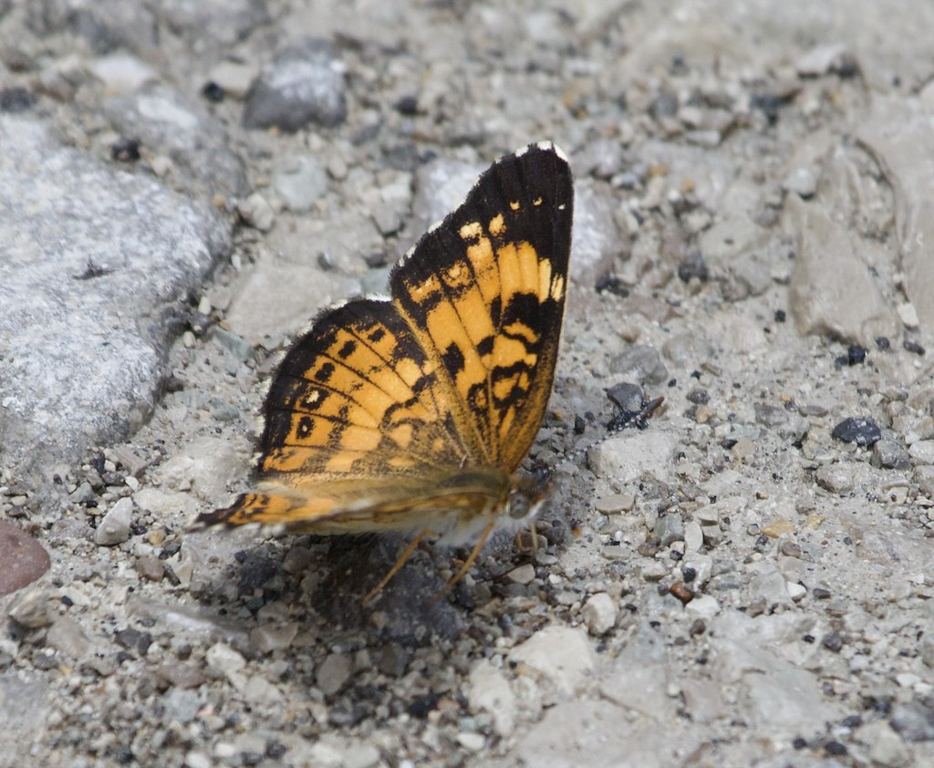Piedmont Lake Ohio Wildlife at Pearline Rester blog