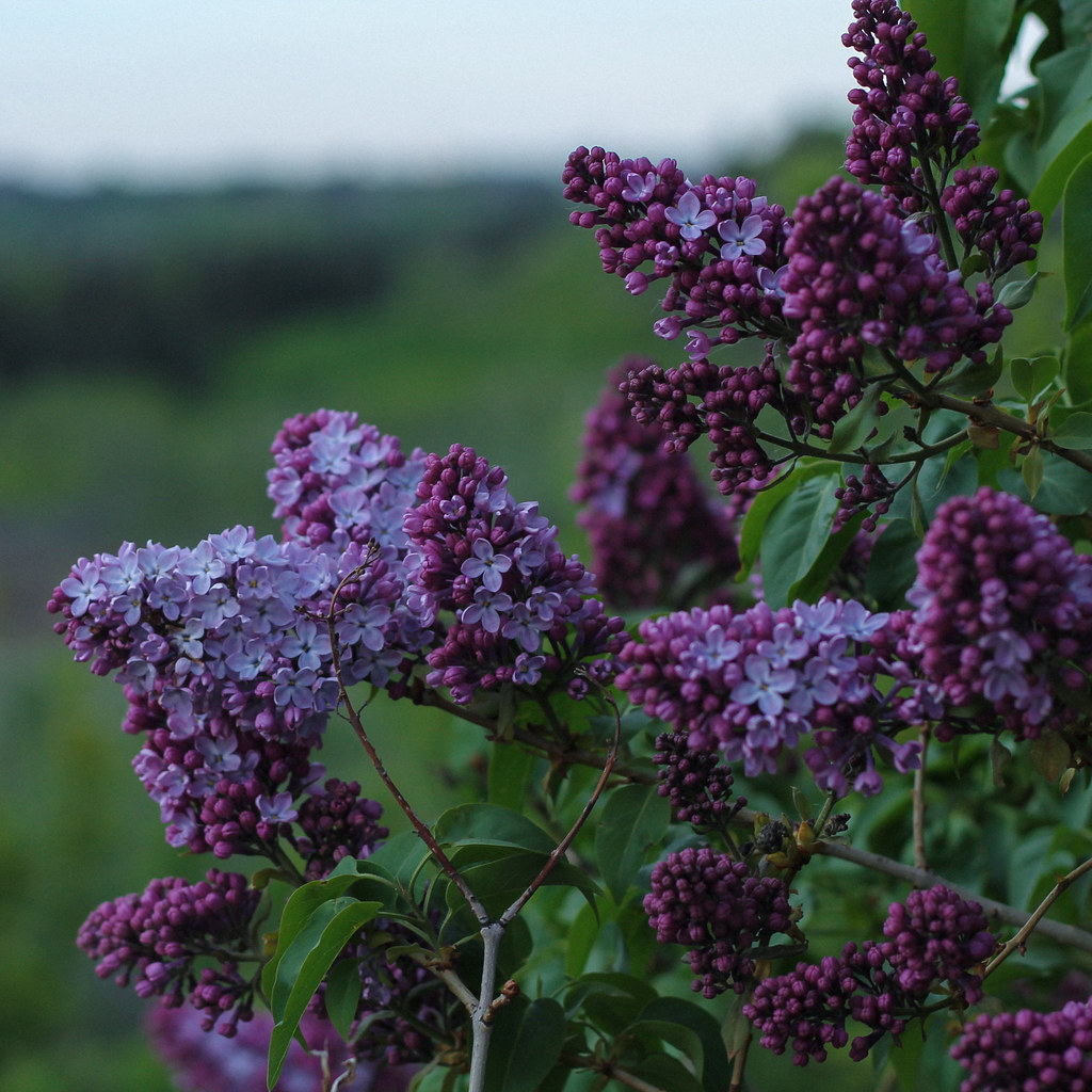 Lilacs season A Flickr