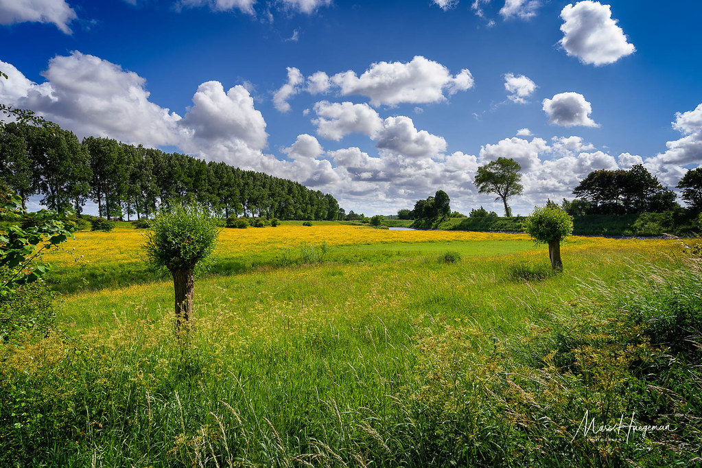 Golden meadows Retranchement, Zeeland, Netherlands. © 2022… Flickr