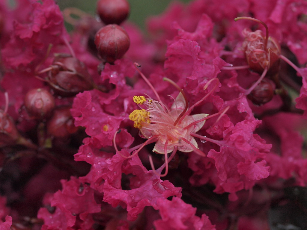 Crypt Myrtle Just after a rain shower. Tree refreshed. Naomi_pixs