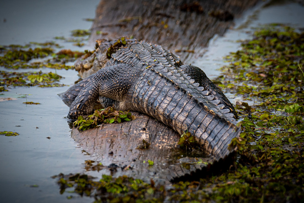 Alligators at Lake Martin Lake Martin, 6/1/22 Michael Howard Flickr