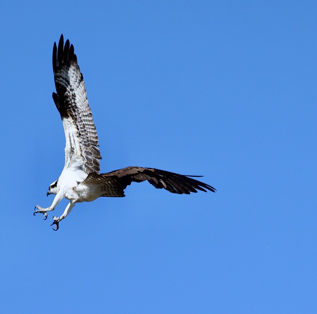 Osprey Location Westerly, Rhode Island, United States of … Flickr