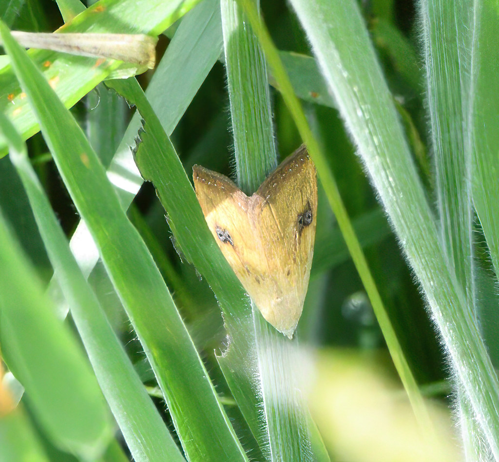 Straw Dot Moth (Rivula sericealis) Andrew Binns Flickr