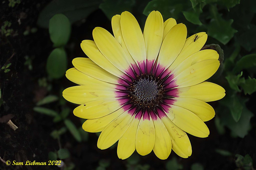 Yellow Daisy Marguerite Jaune 7725SharpenAIStandard co… Flickr