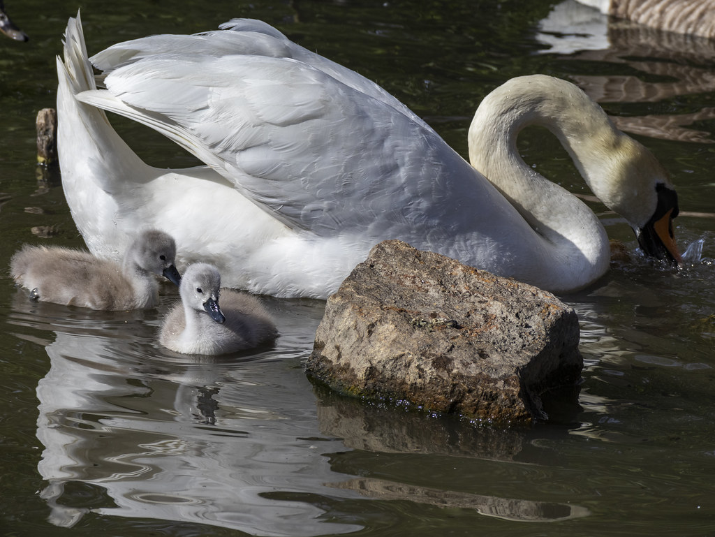 mother Jon Arne Foss Flickr