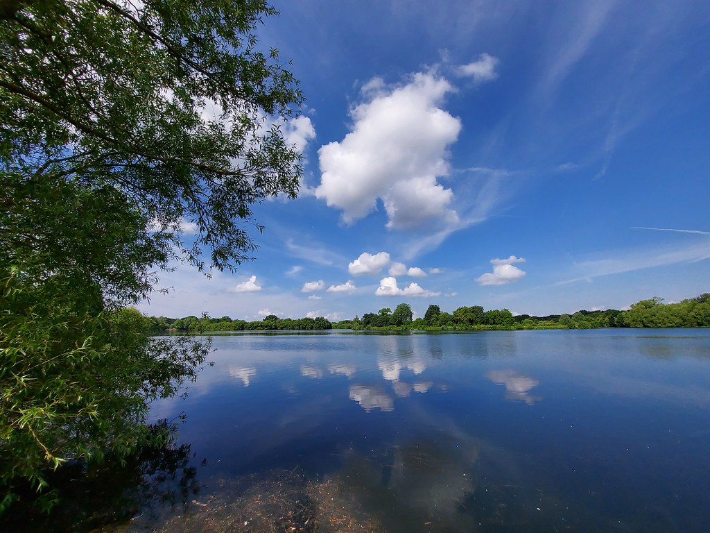 Black Swan Lake Dinton Pastures Country Park Derek Photos