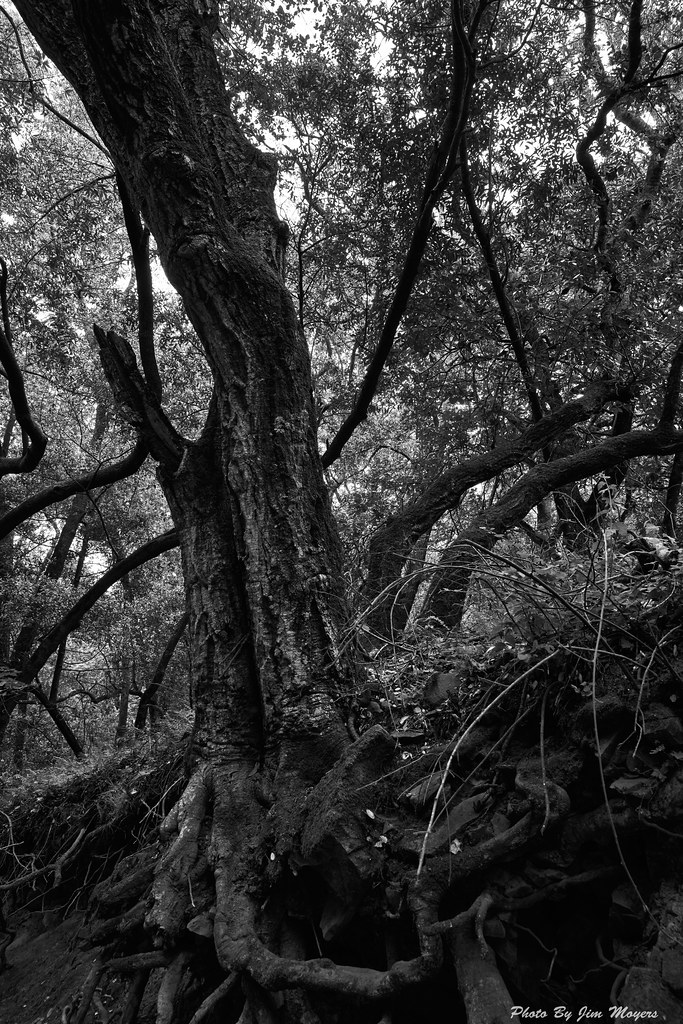 Weathered Tree Lake Chabot Regional Park Castro Valley, Ca… Flickr