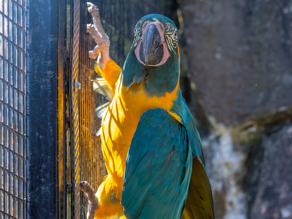 belfast zoo141 alan campbell Flickr