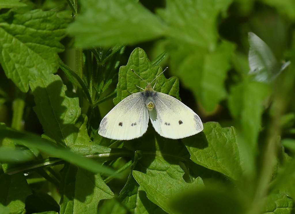 Small White Butterfly garden 5 6 2022 1a Presenting to a m… Alex M