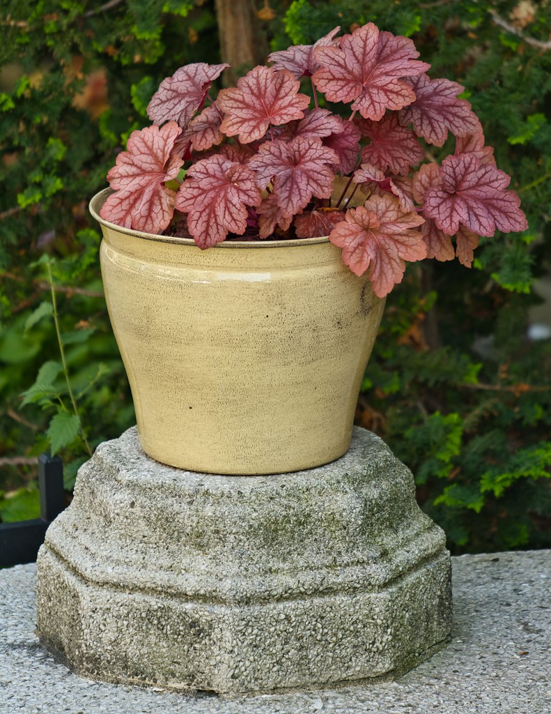 Plant pot On Dwight Street, Brookline, MA Chris Rycroft Flickr