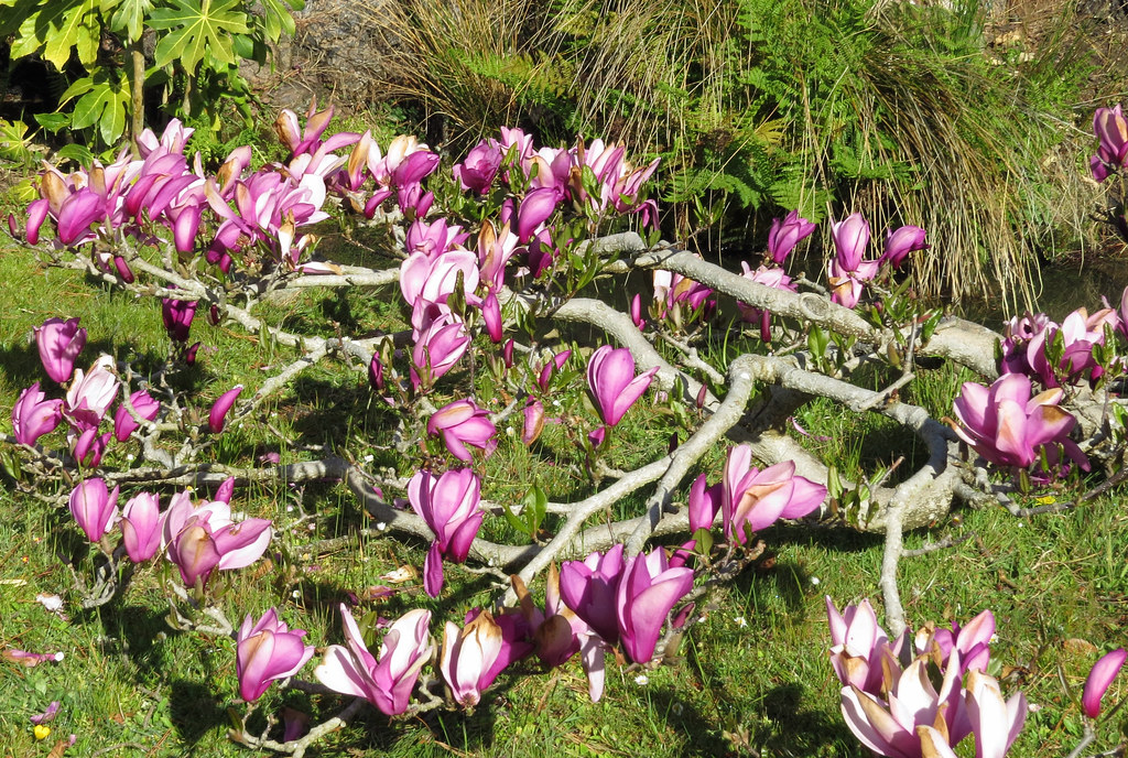 Magnolias growing close to ground Japanese Tea Garden San … Flickr
