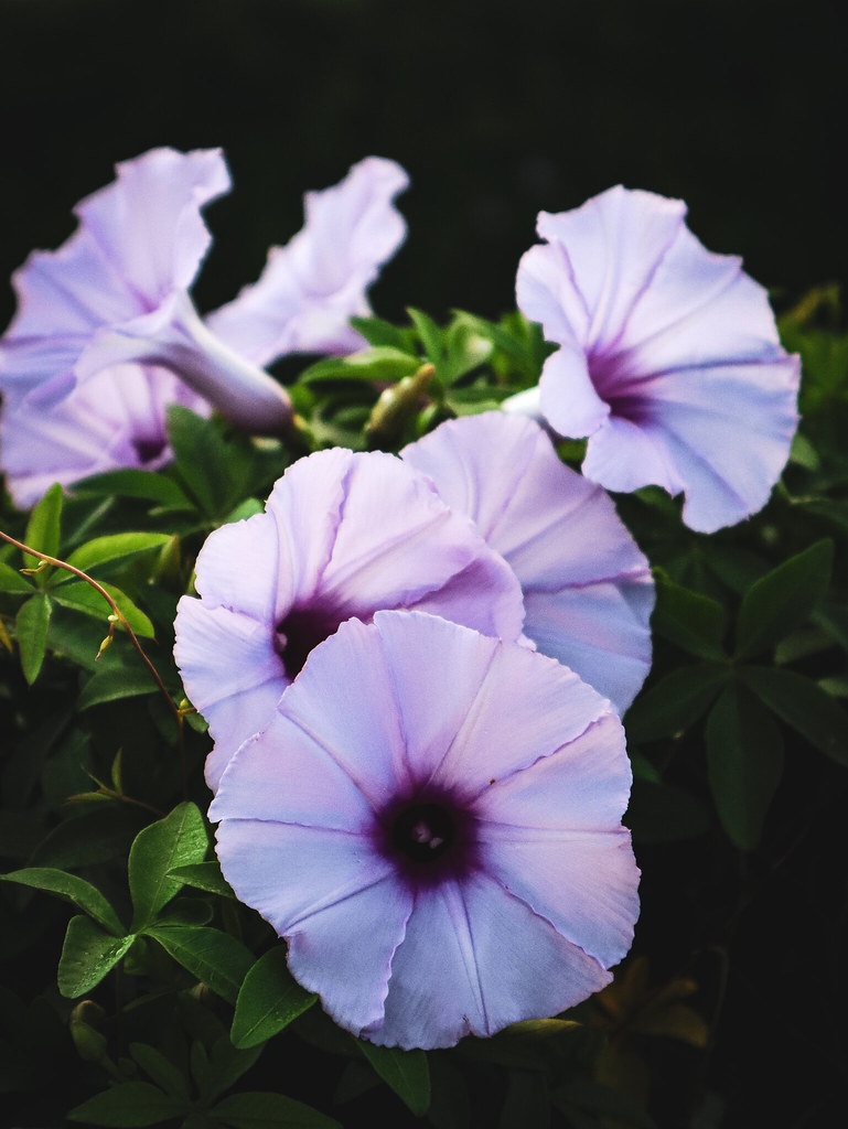 IMG_4762 Our airbnb was covered in morning glory vines, wh… Flickr