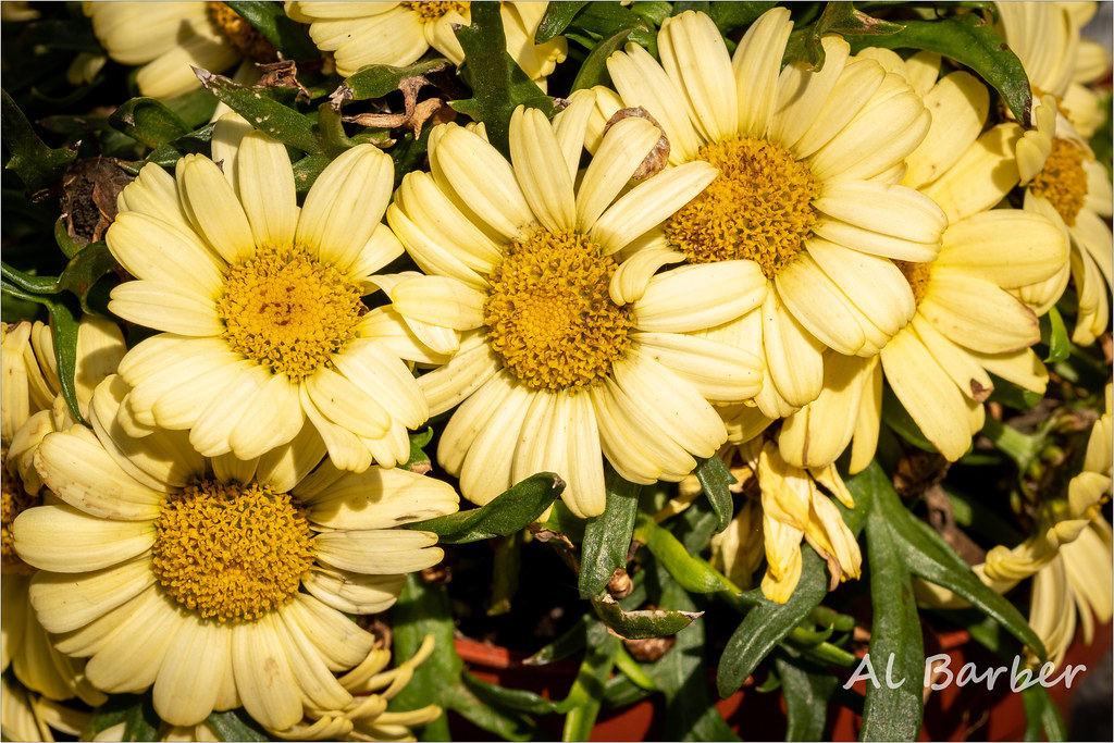 ACW Garden Centre, Bradford 070622 OLYMPUS DIGITAL CAMERA Flickr