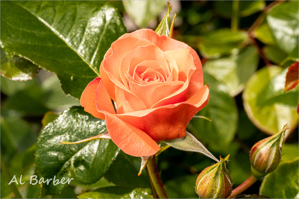 ACW Garden Centre, Bradford 070622 OLYMPUS DIGITAL CAMERA Flickr