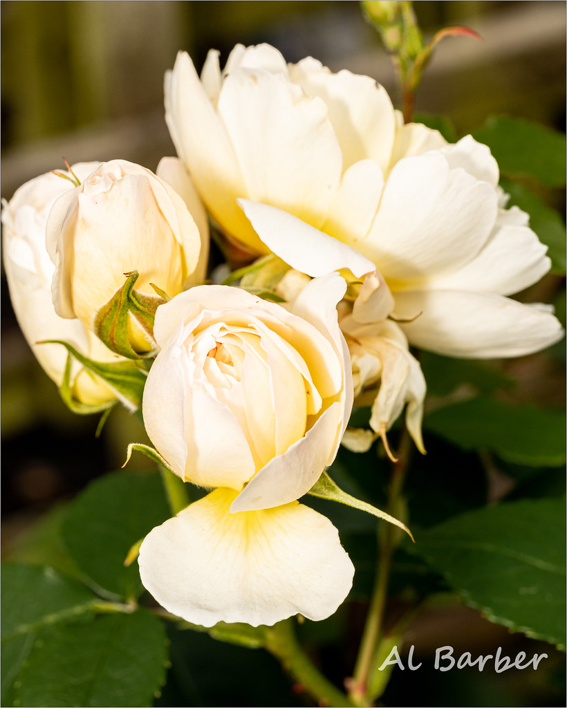 ACW Garden Centre, Bradford 070622 OLYMPUS DIGITAL CAMERA Flickr