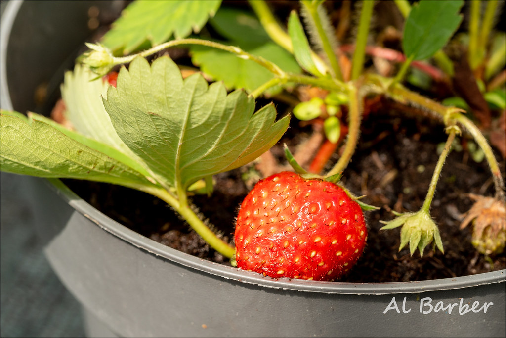 ACW Garden Centre, Bradford 070622 OLYMPUS DIGITAL CAMERA Flickr