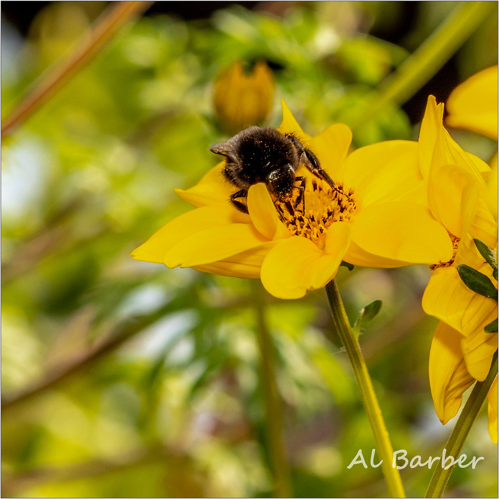 ACW Garden Centre, Bradford 070622 OLYMPUS DIGITAL CAMERA Flickr