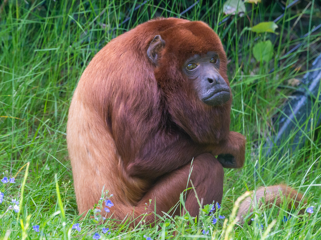 belfast zoo31 alan campbell Flickr