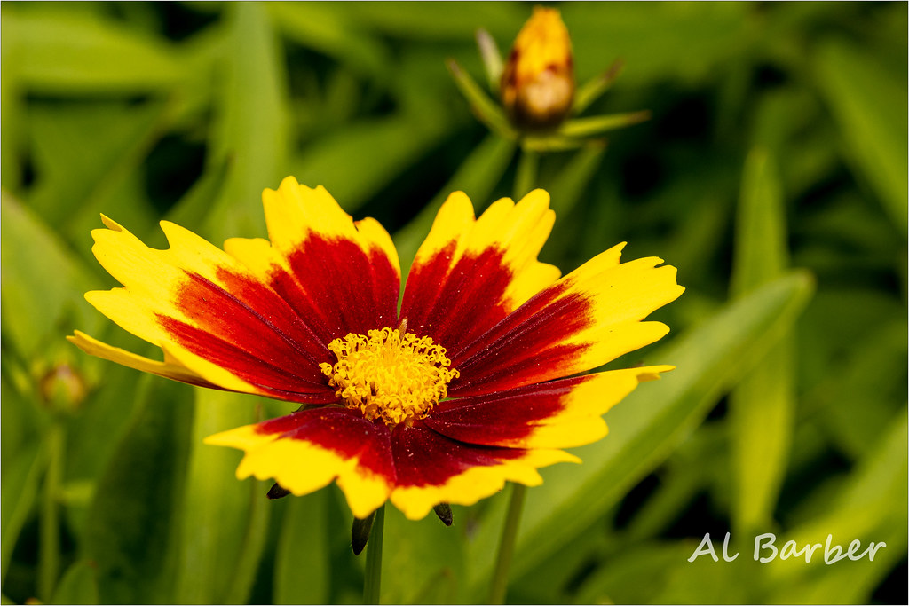 ACW Garden Centre, Bradford 070622 OLYMPUS DIGITAL CAMERA Flickr