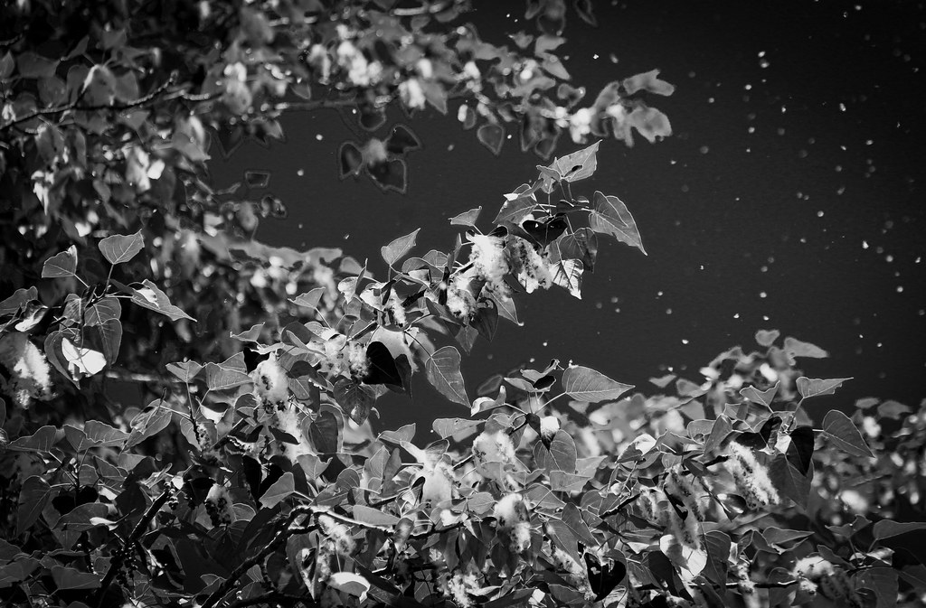 Cottonwood Bloom The cottonwood tree is in full bloom. Whe… Flickr