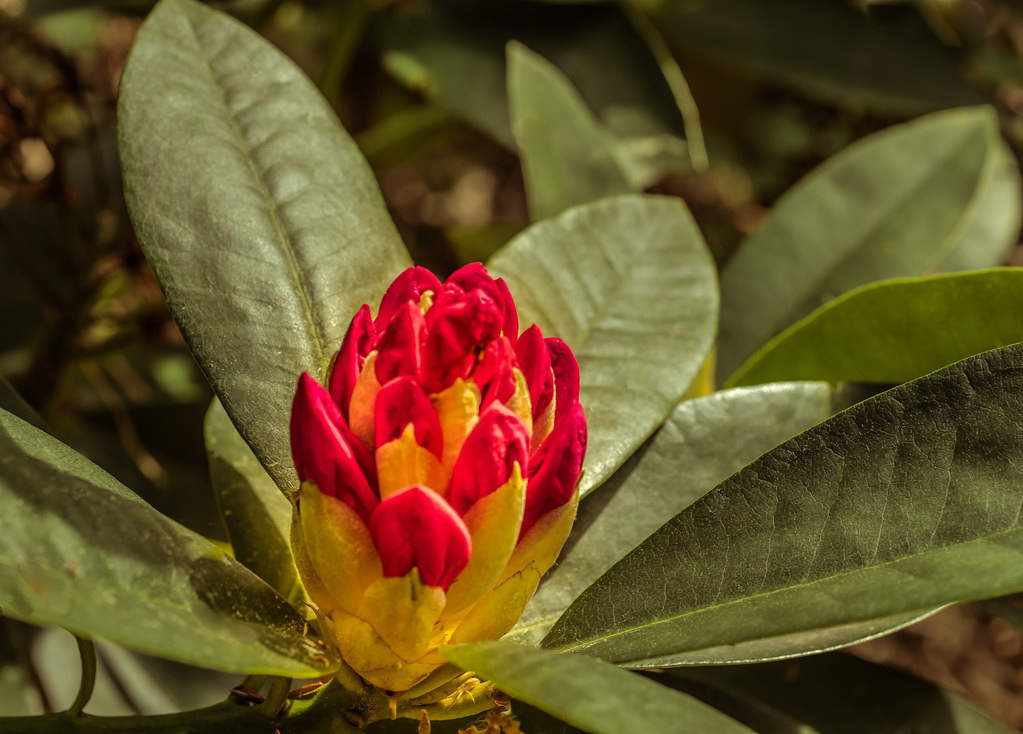 Rhododendron buds opening. _XH132301 ISO 200 1/20th f/4… Flickr