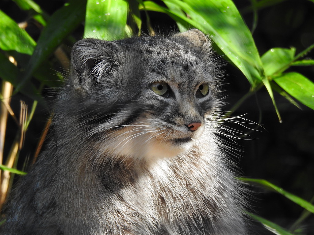 Pallas' Cat Smithsonian National Zoo Andrew King Flickr