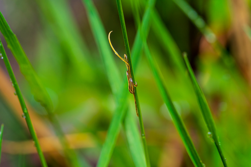 Horse Hair Worms Horsehair worms are insect parasites that… Flickr