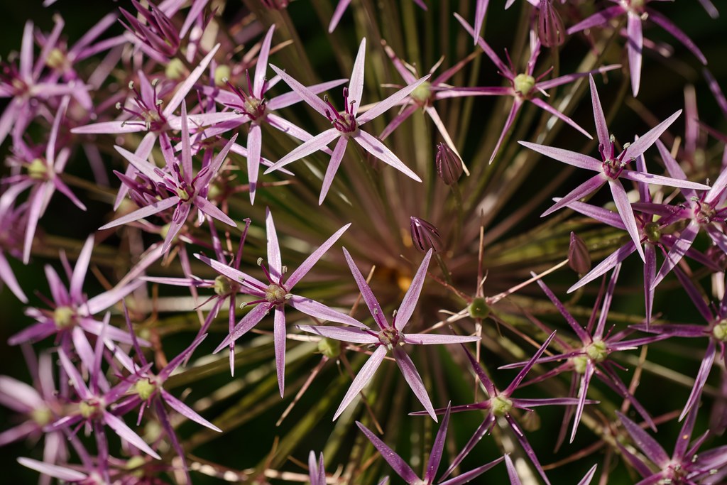Allium flower head closeup On Beals Street, Brookline, MA… Flickr