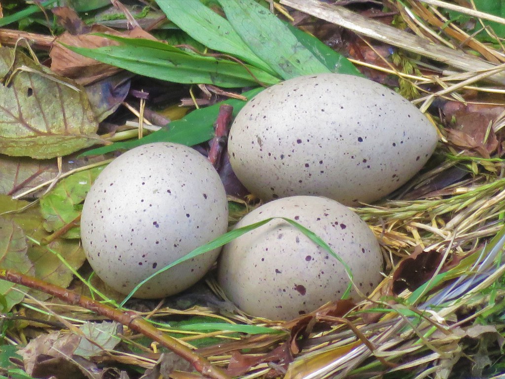 Coots eggs. The incubation period takes 2124 days, when t… Flickr