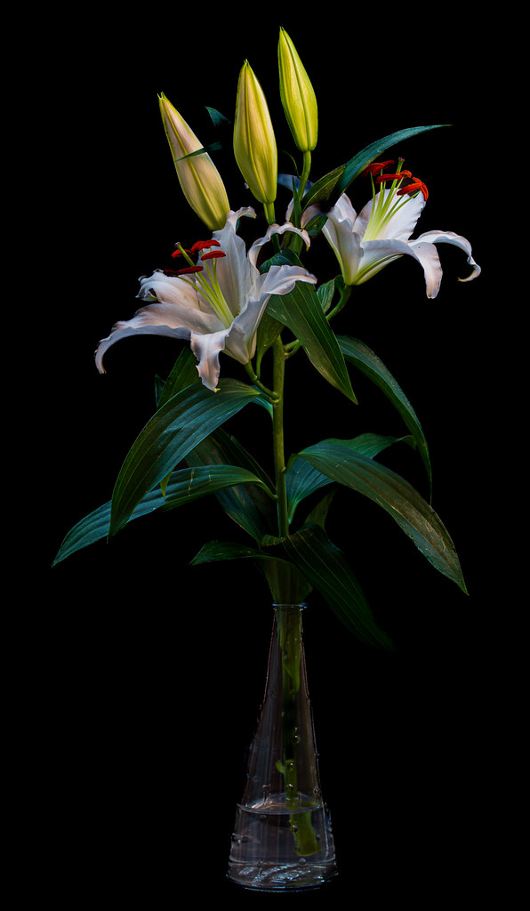 Lilium Orientales Carolina Deibe Lombardo Flickr