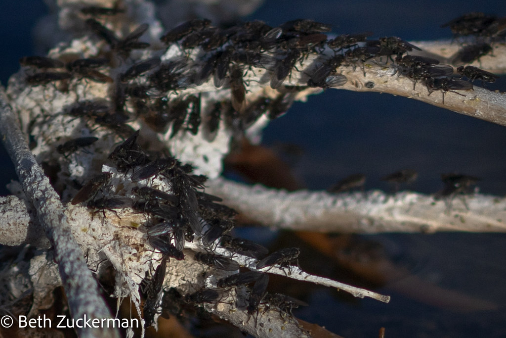 Alkali flies of Mono Lake Lee Vining, CA bethzuck Flickr