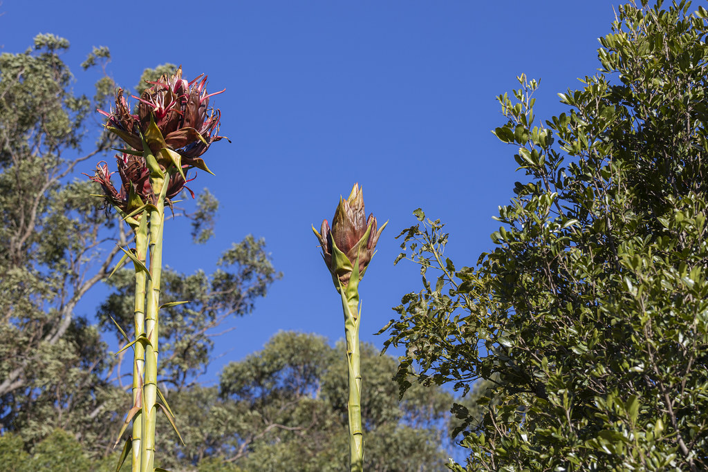 2 Gymea Lily Highfields Botanic Gardens more trees and L… Stan