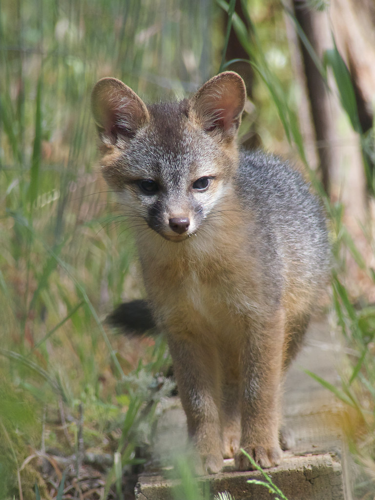 Grey Foxes, Marin County Canis latrans1 Flickr
