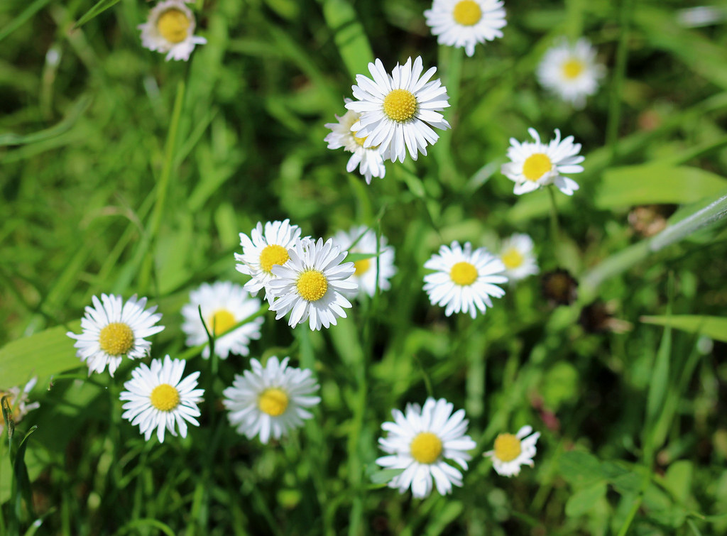 Daisy 'Flower Name Is First Name', Smile on Saturday. This… Flickr