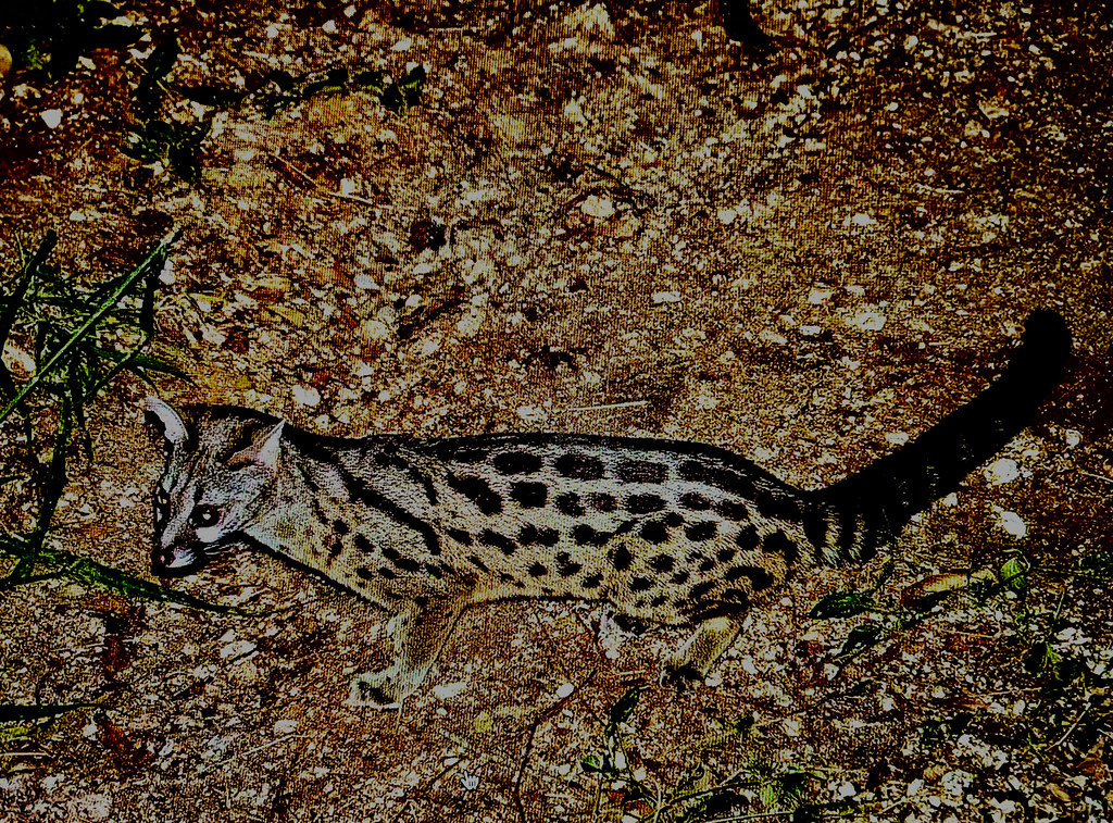 Cape The Cape is a nocturnal catlike carnivor… Flickr