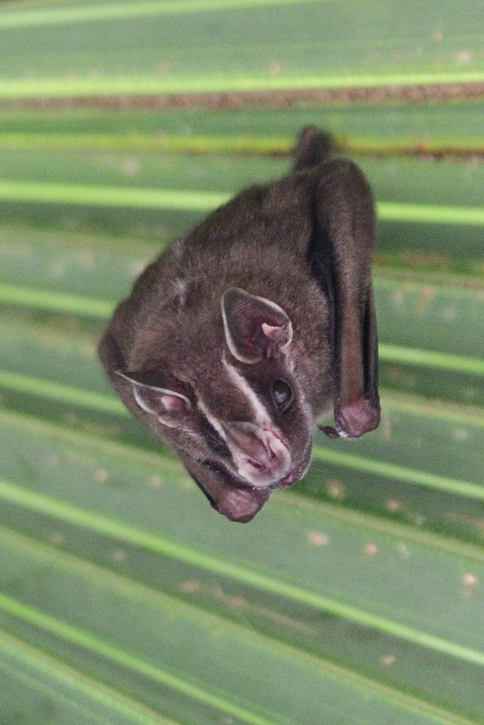 Tentmaking Bat Tentmaking Bat David Lawrence Flickr