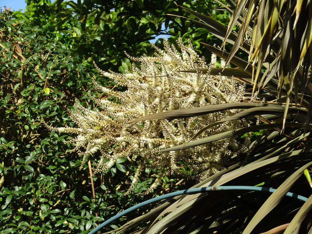 Cordyline flower My garden. Flowers and cats. Leonora (Ellie