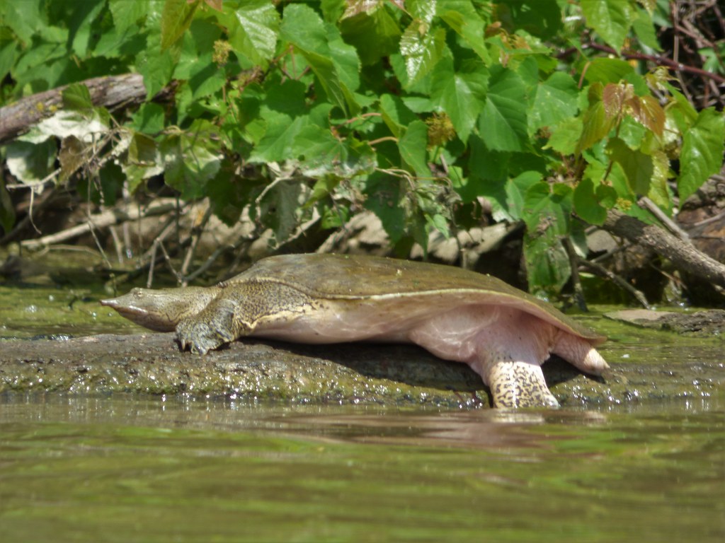 Alum Creek 6112022 tlucal Flickr