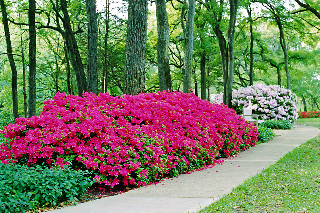 Azaleas, Highland Park a photo on Flickriver
